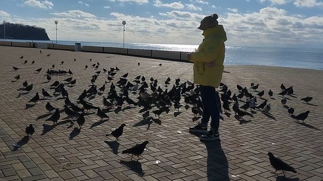 Как приручить голубей . Море и голуби