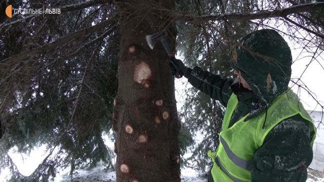 Мешканець Львівщини подарував новорічну ялинку Львову