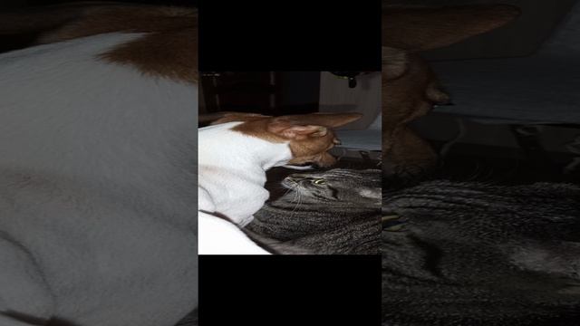 Киска 🐱& Собачка🐶 🙂