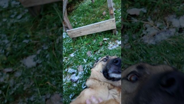 Собаки приходят