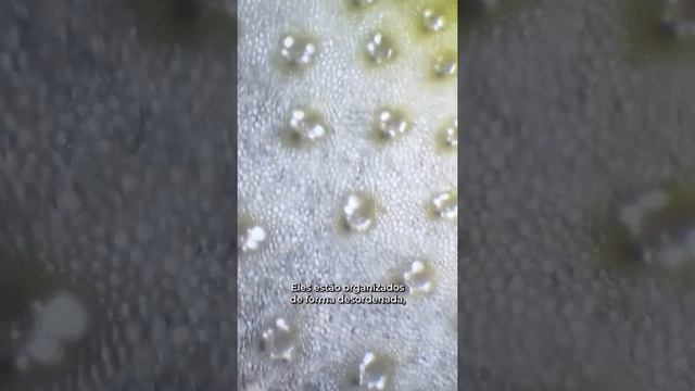Aspargo no microscópio