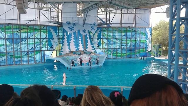 a beluga Christmas part 5 San Antonio