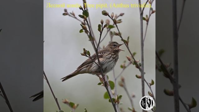 Поет лесной конек. The Tree Pipit sings. (Anthus trivialis).