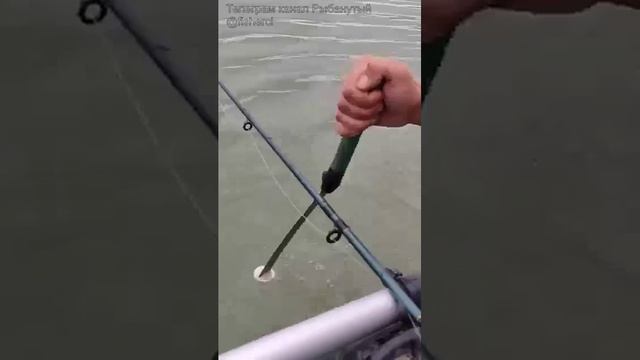 Необычный способ ловли сома на квок и поплавочную снасть