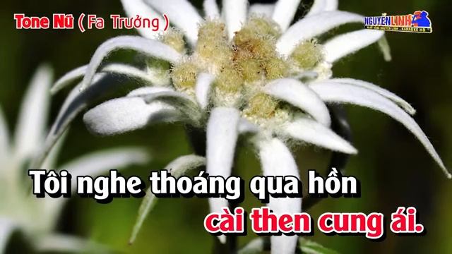 Karaoke Hoa Trinh Nữ Tone Nữ