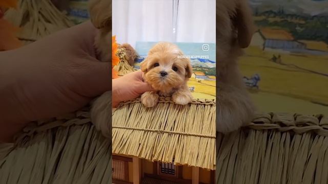 1000079876.mp4