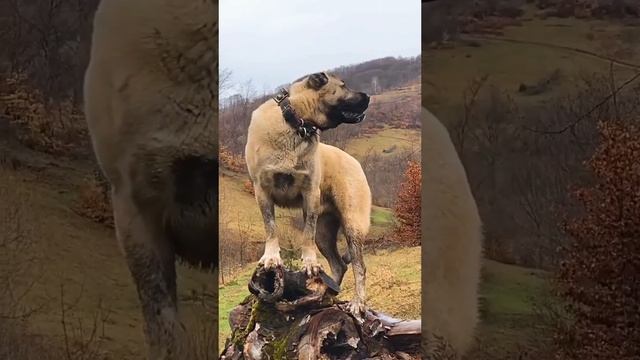 КАНГАЛ
