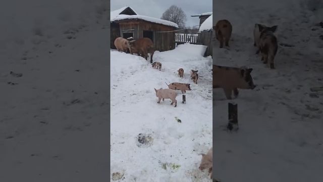 Рыжий и его дети