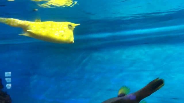 Часть2/ МОСКВАРИУМ на ВДНХ/ Обитатели морей и океанов / Акулы , скаты, черепахи.