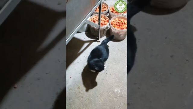 Кот Вареник участвует в жизни фонда.
Следит, чтобы морковки хватило всем коровушкам 🐮