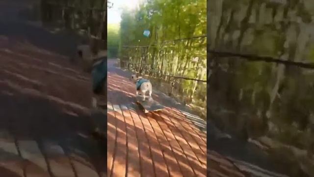 Бульдог скейтбордист
