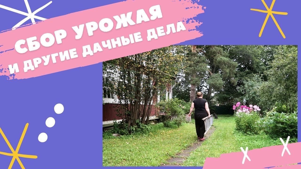 НАША ДАЧА: Живой влог Сбор урожая Реставрация окна и уборка в погребе