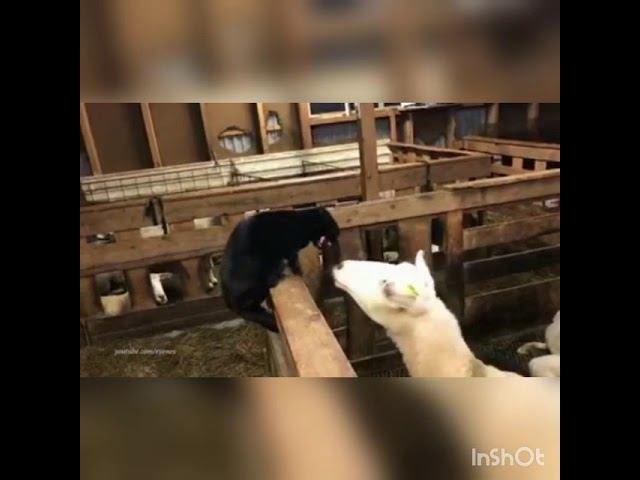 Самое смешное видео