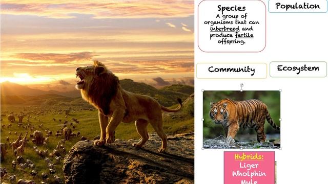 (4.1) - Species, Populations, Communities & Ecosystems - (IB Biology) - TeachMe