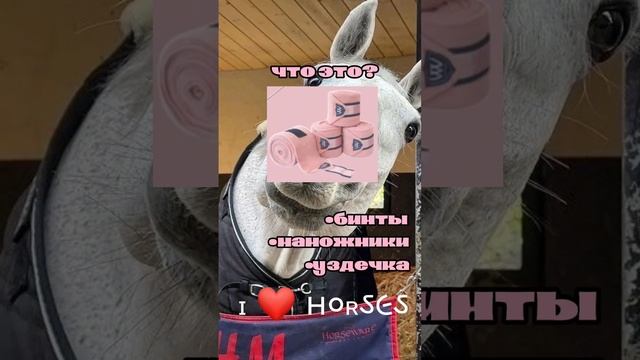 #Лошадки🐴 #Лошади #Животные #ɪ❤️ⲏ૦ʀઽ૯ઽ #ЯЛюблюRUTUBE#ялюблюсемью #ялюблюсебя #ялюблюжизнь