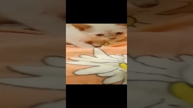 Девочка
