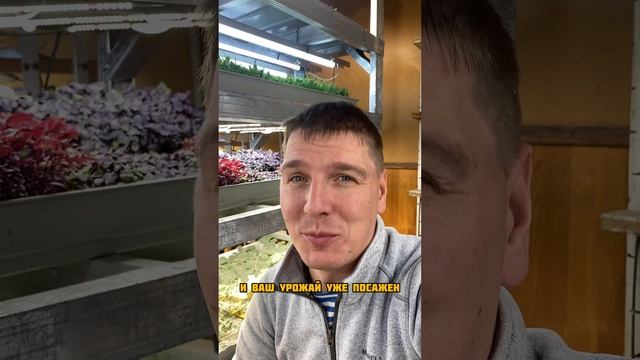 Зимний огород это реальность