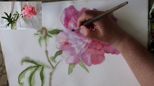 ЭТЮД ПИОНА АКВАРЕЛЬЮ