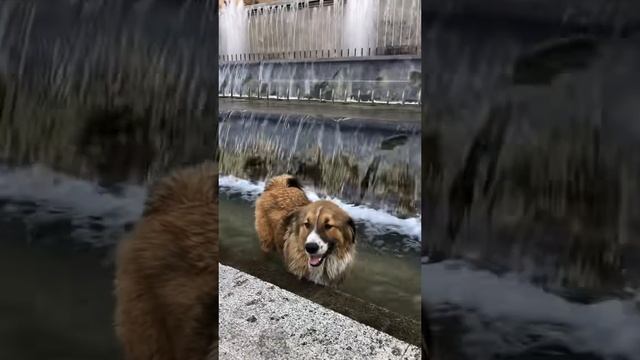 Собака прохлаждается