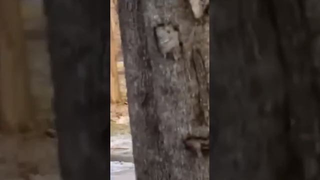 В Кривом Роге в парковой зоне толпой удалось загнать сразу отца и сына