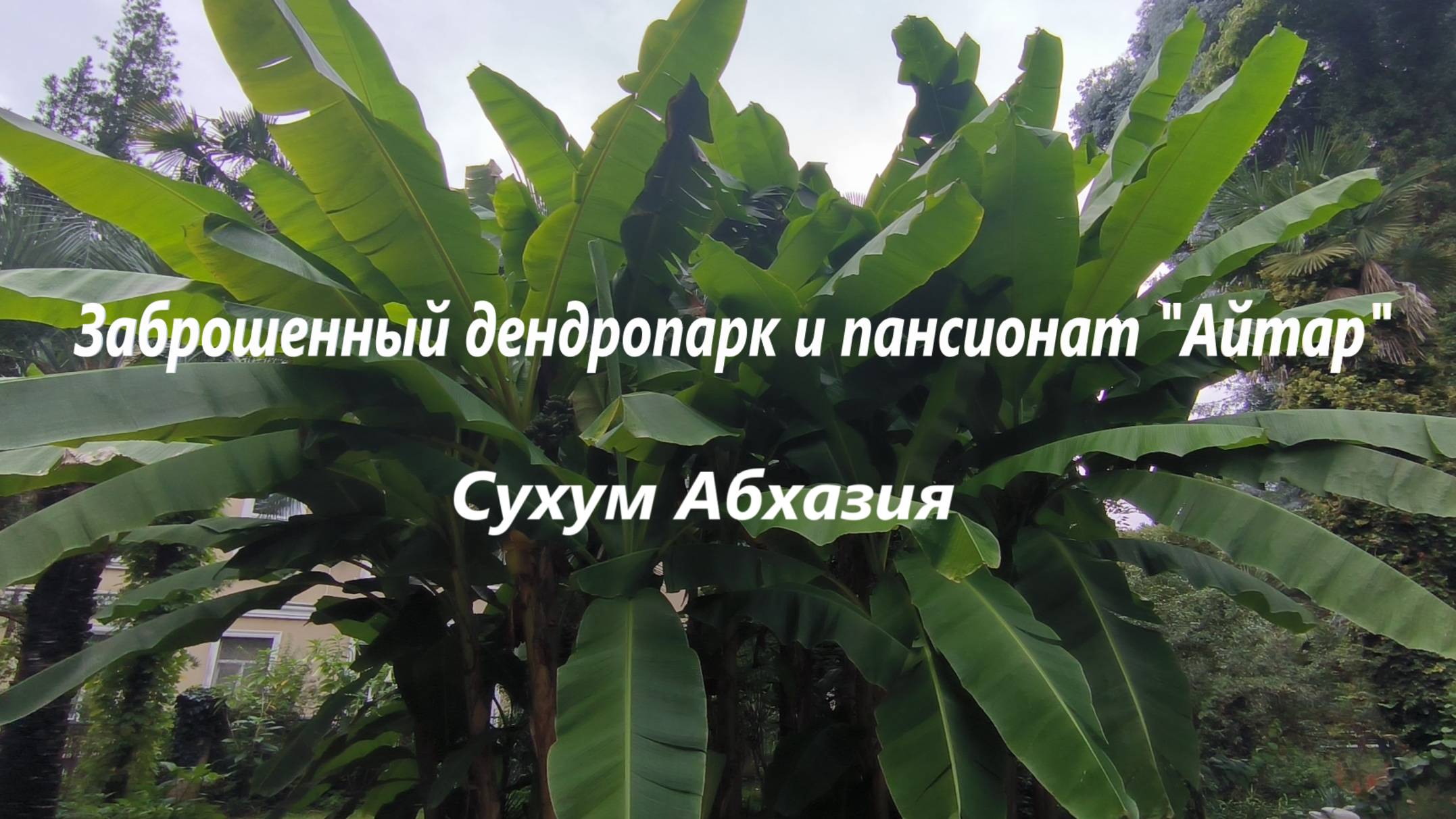 Заброшенный дендропарк и пансионат "Айтар". Сухум. Абхазия.
