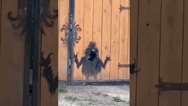 Осторожно! Злой Собакен)