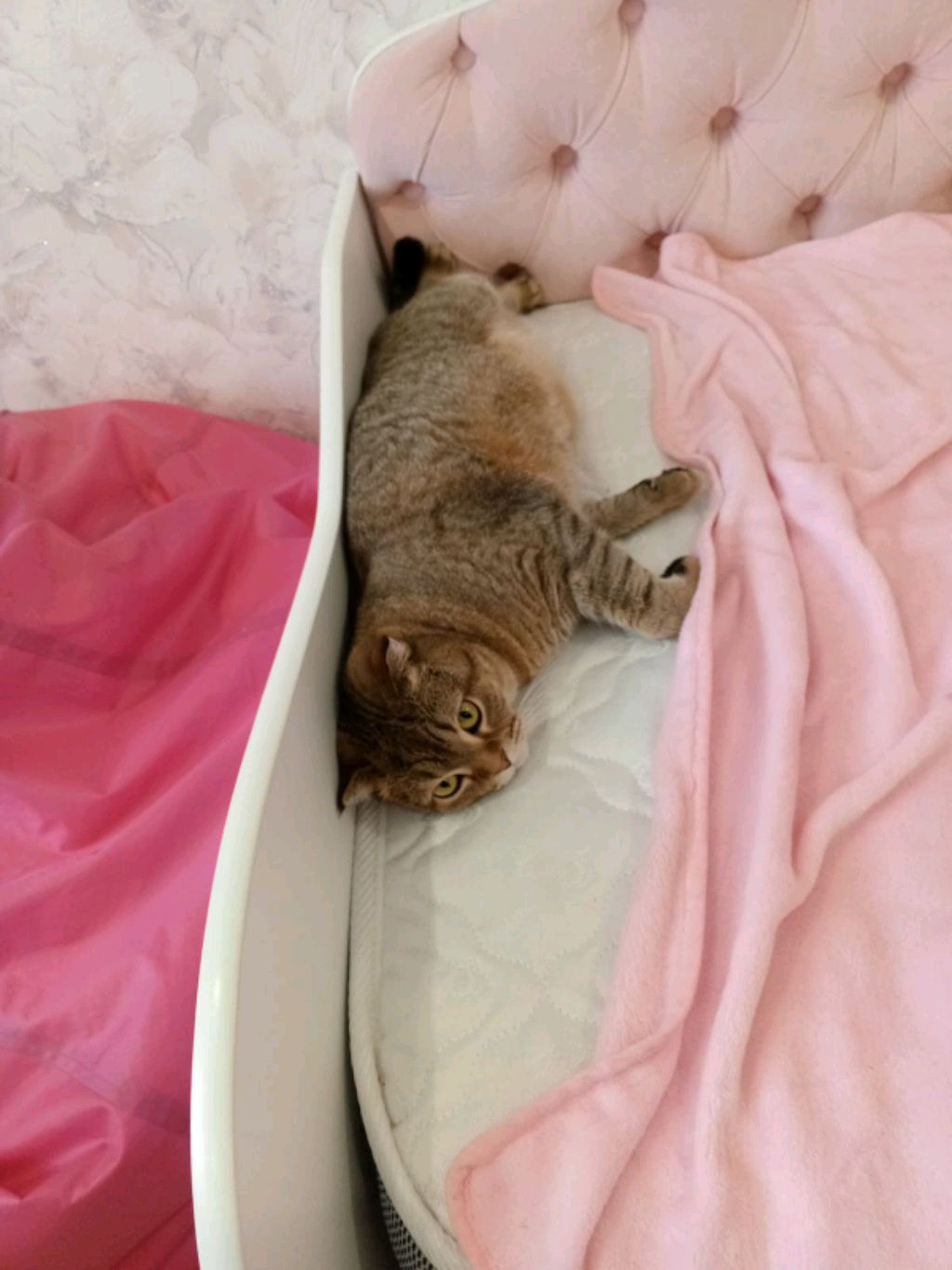 покажу как танцевать под песню школа котов