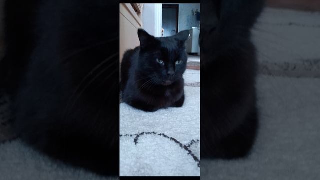 мем про невозмутимово кота