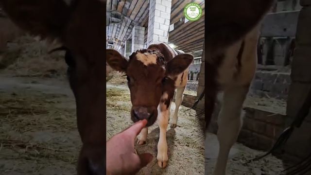 Нежного и игривого теленка еще сегодня не видели? 
Смотрите, царь-горы сена!