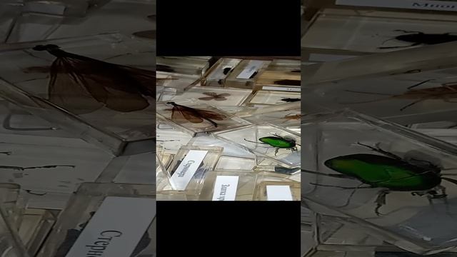 коллекция насекомых деагостини часть 1