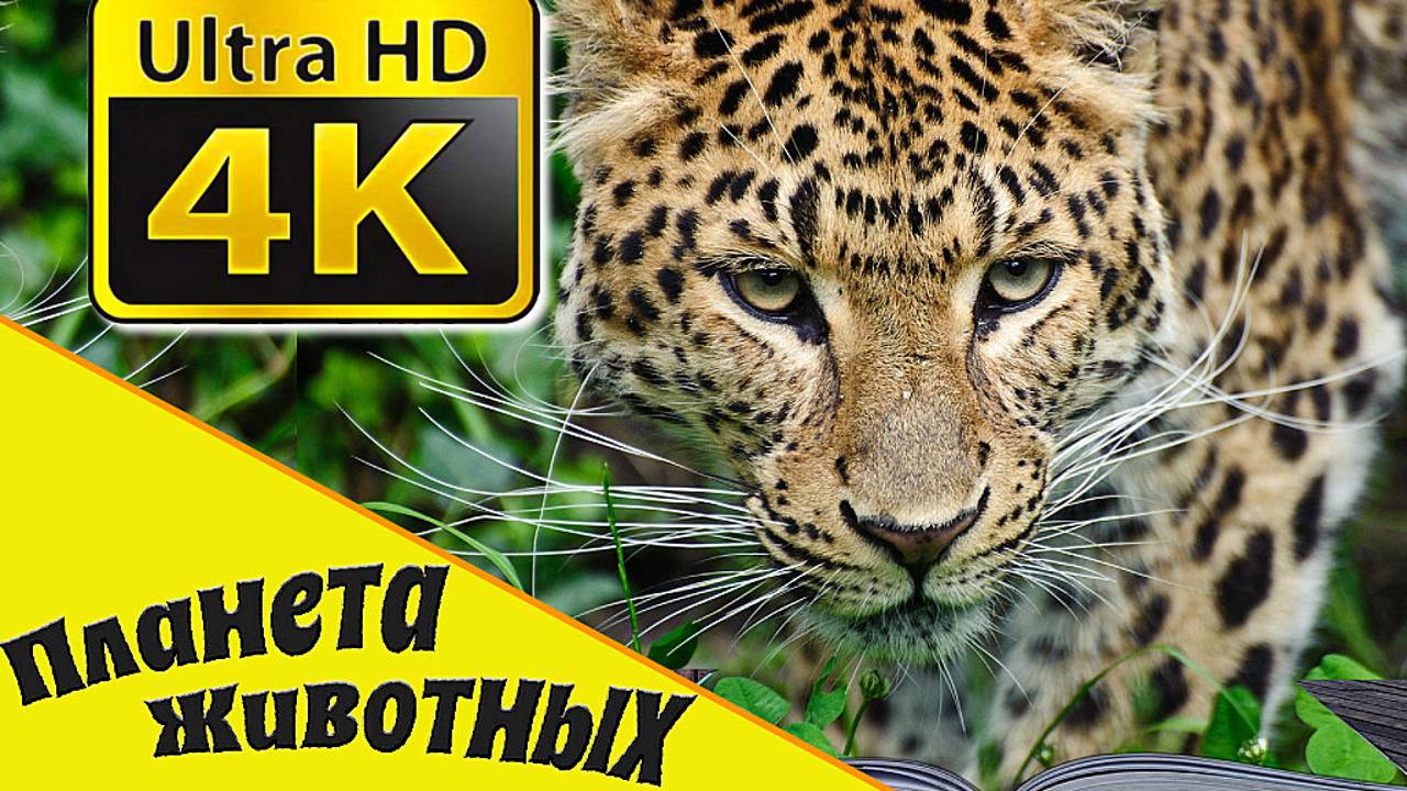 Животные в Дикой Природе / Познавательные видео про Животных