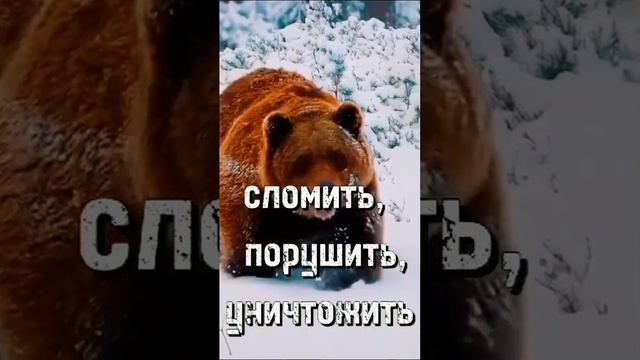 Не будите  Русского медведя