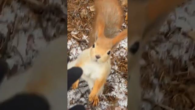 Милая белочка.