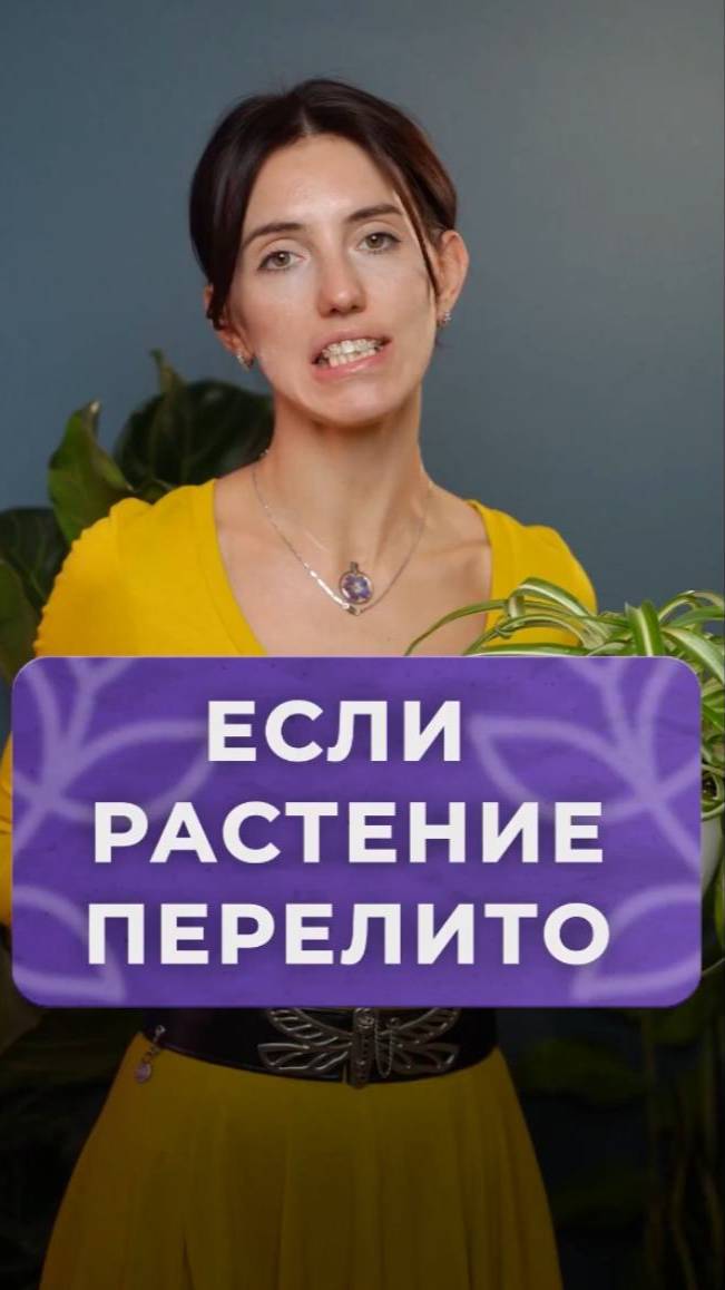 Как спасти комнатное растение от перелива？ #растения #уход #садоводство