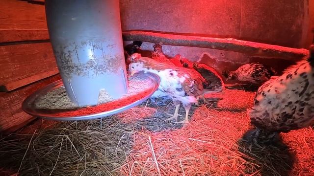 Боевые хохолки