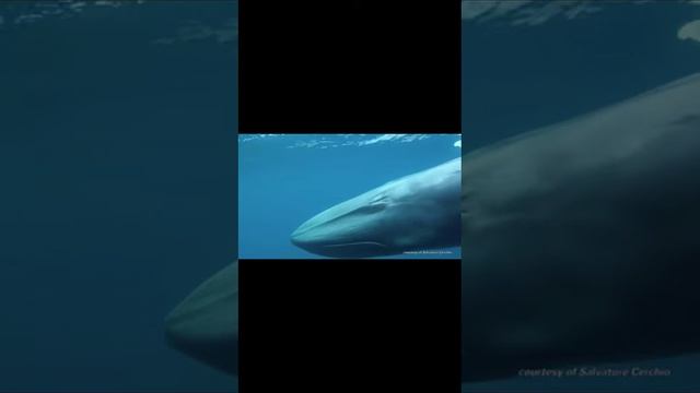 самые большие и удивительные существа