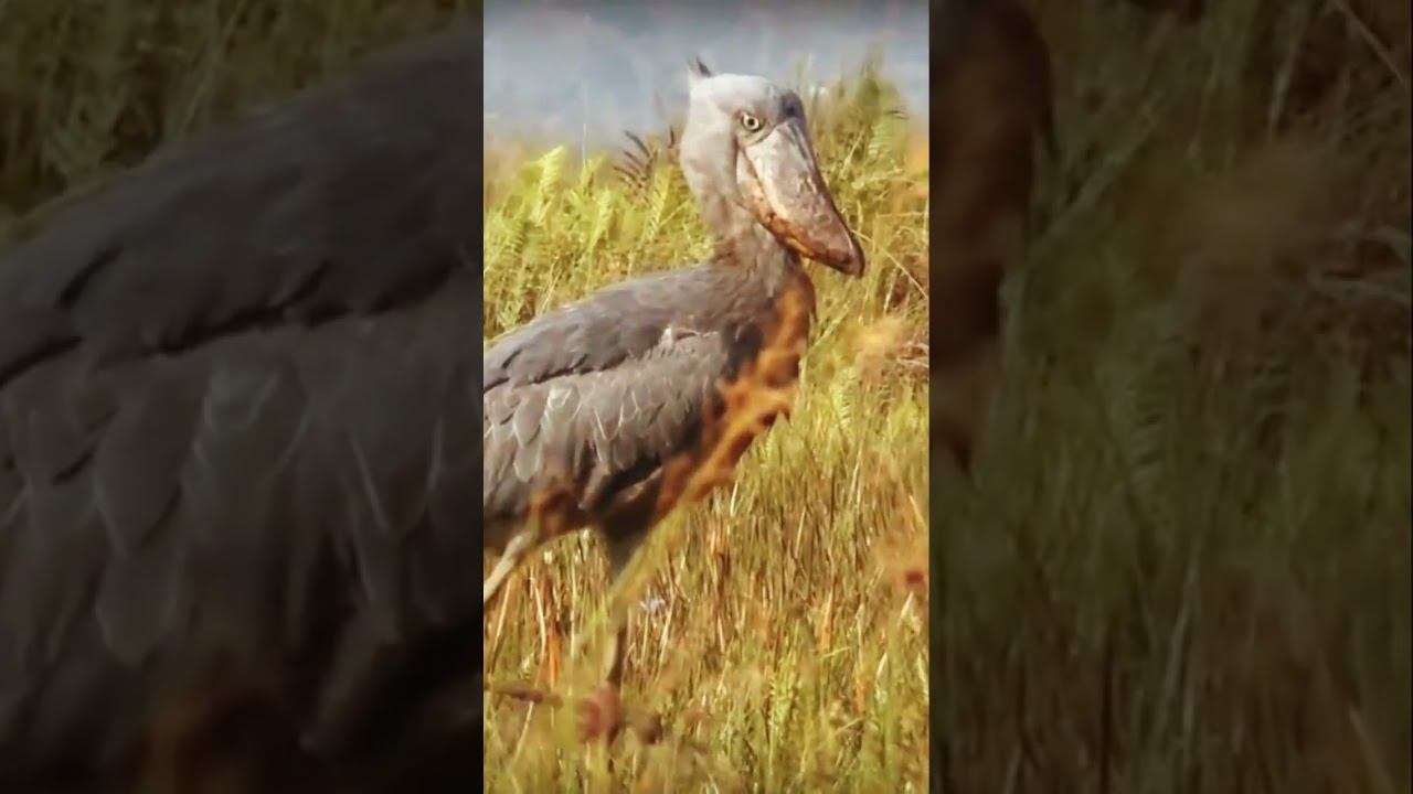 КИТОГЛАВ-Самая необычная птица в мире!