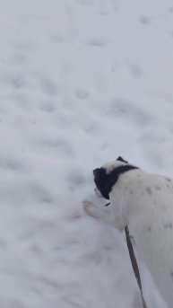 пробный. прогулка