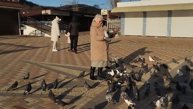 Как кормить голубей