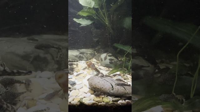 Рыбов надо?