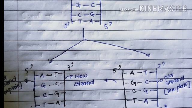 Replication of dna  |Class12| What is replication?