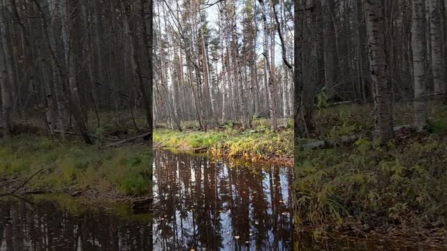 Осенняя экспозиция