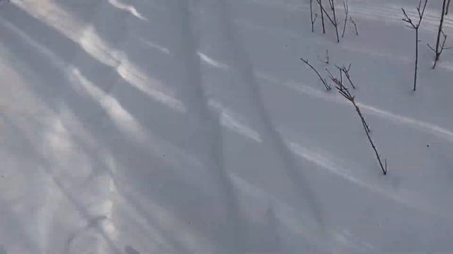 Поход к чёрному роднику !!! Кого я встретил на пути !!!