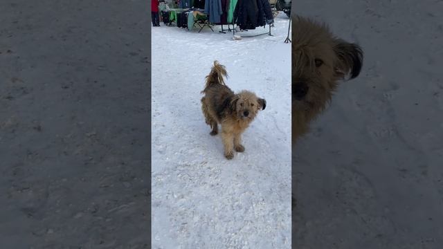 Суровая зарайская собака 😍😍😍