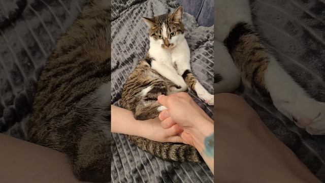 дурацкие факты о кошках