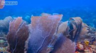 Resilient Reefs in Hostile Conditions (Healthiest Reef in the Caribbean)