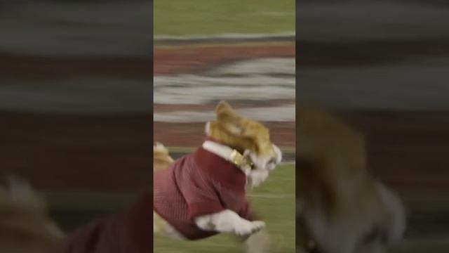 CORGI CHAOS IN SAN FRANCISCO