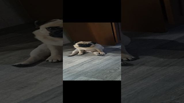 1000029868.mp4