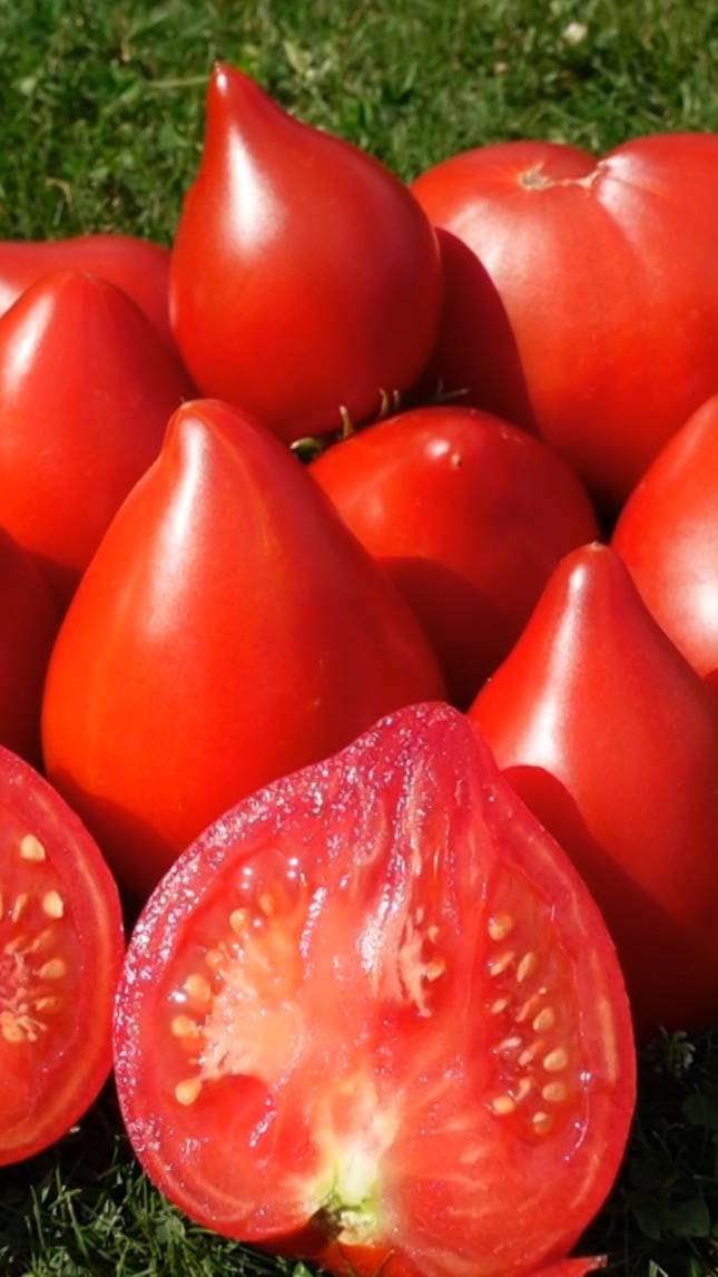 🍅Томат ЗАИЛИЙСКИЙ АЛАТАУ! #shorts #томаты #советы