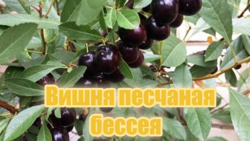 Вишня песчаная бессея